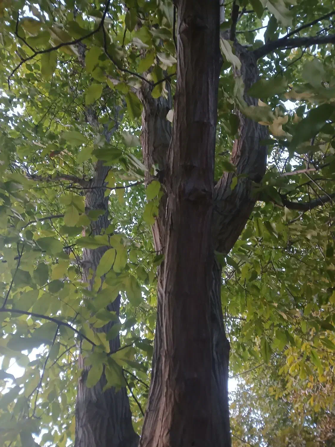 خریدار چوب|سازهای بادی|شاهیوند, |دیوار