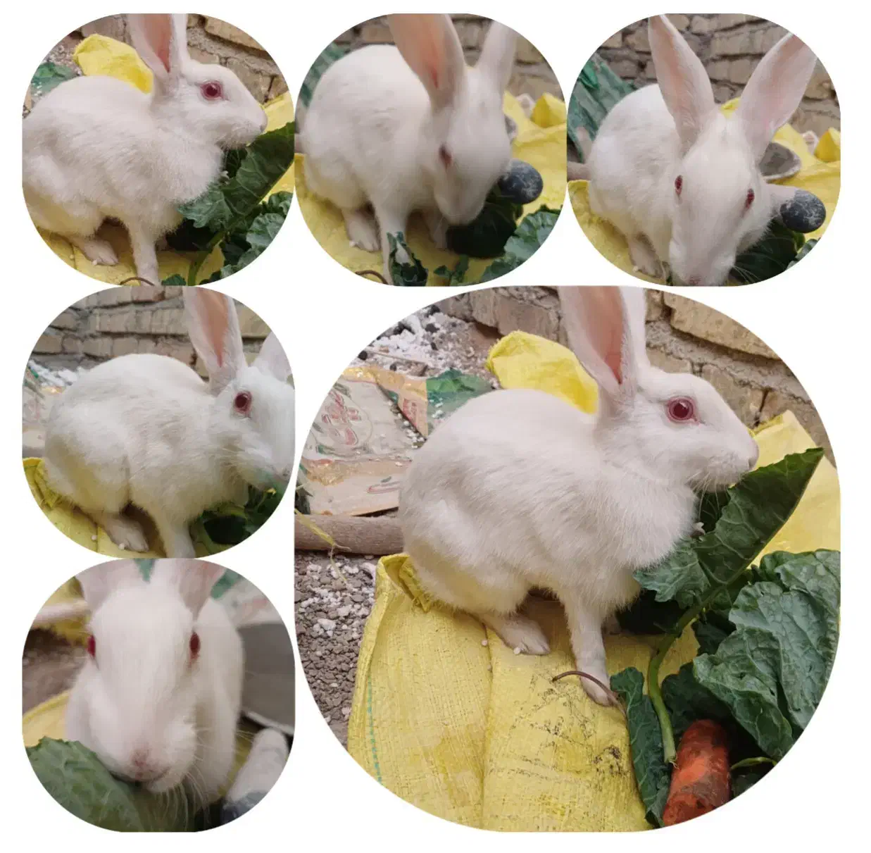 خرگوش چشم شرابی|موش و خرگوش|شیراز, ریاستی|دیوار