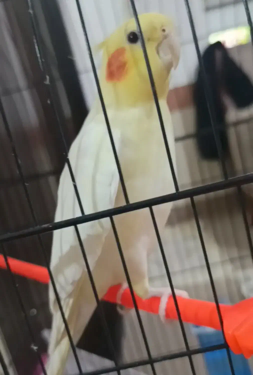 عروس هلندی گمشده|حیوانات|بیرجند, |دیوار