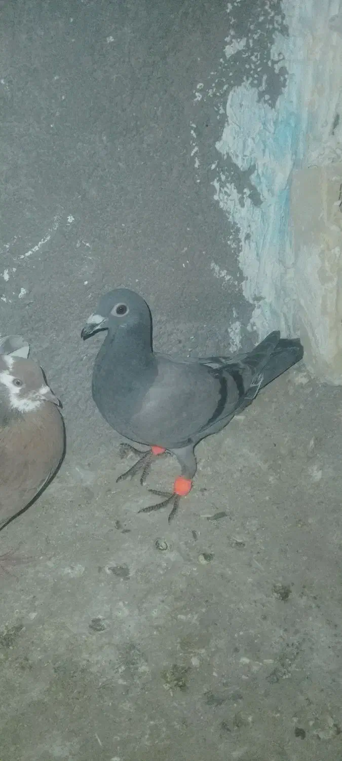 پرنده|حیوانات|مشهد, پروین اعتصامی|دیوار