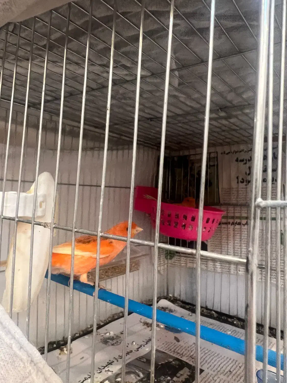 قناری قرمز|پرنده|رشت, معلم|دیوار