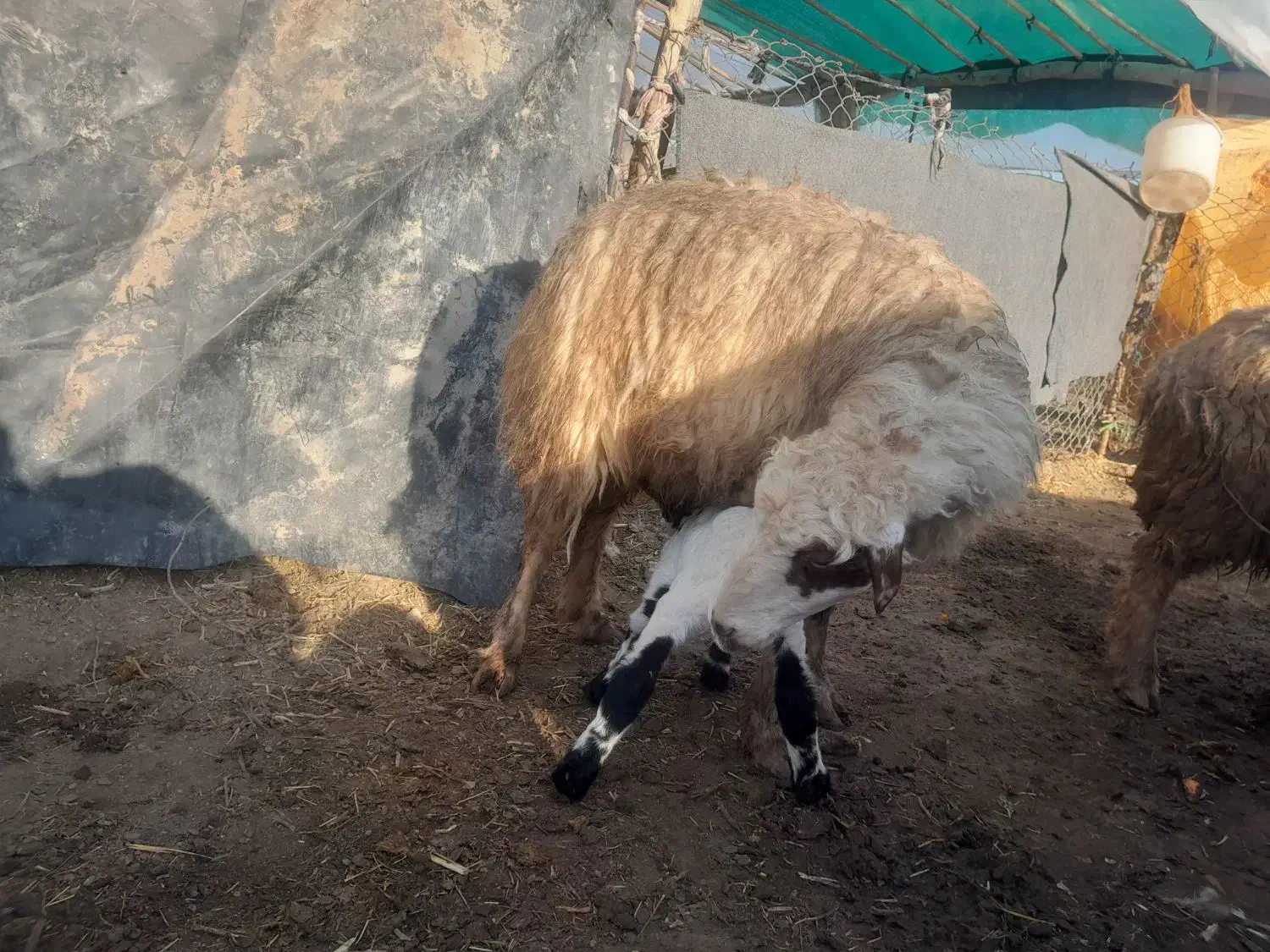 میش بره|حیوانات مزرعه|گتوند, |دیوار