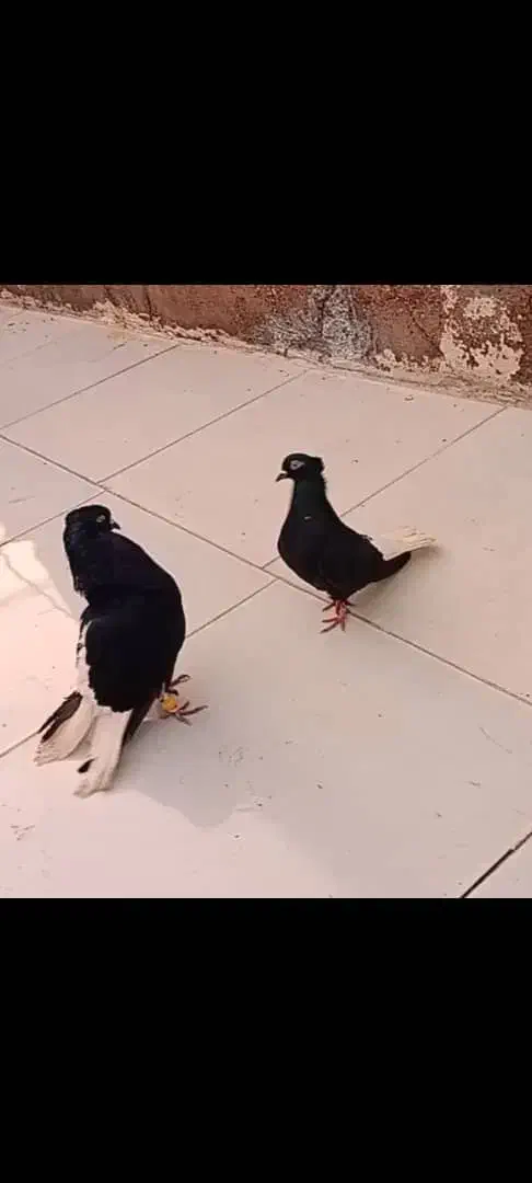 پرنده دم سفید|پرنده|باوی, |دیوار