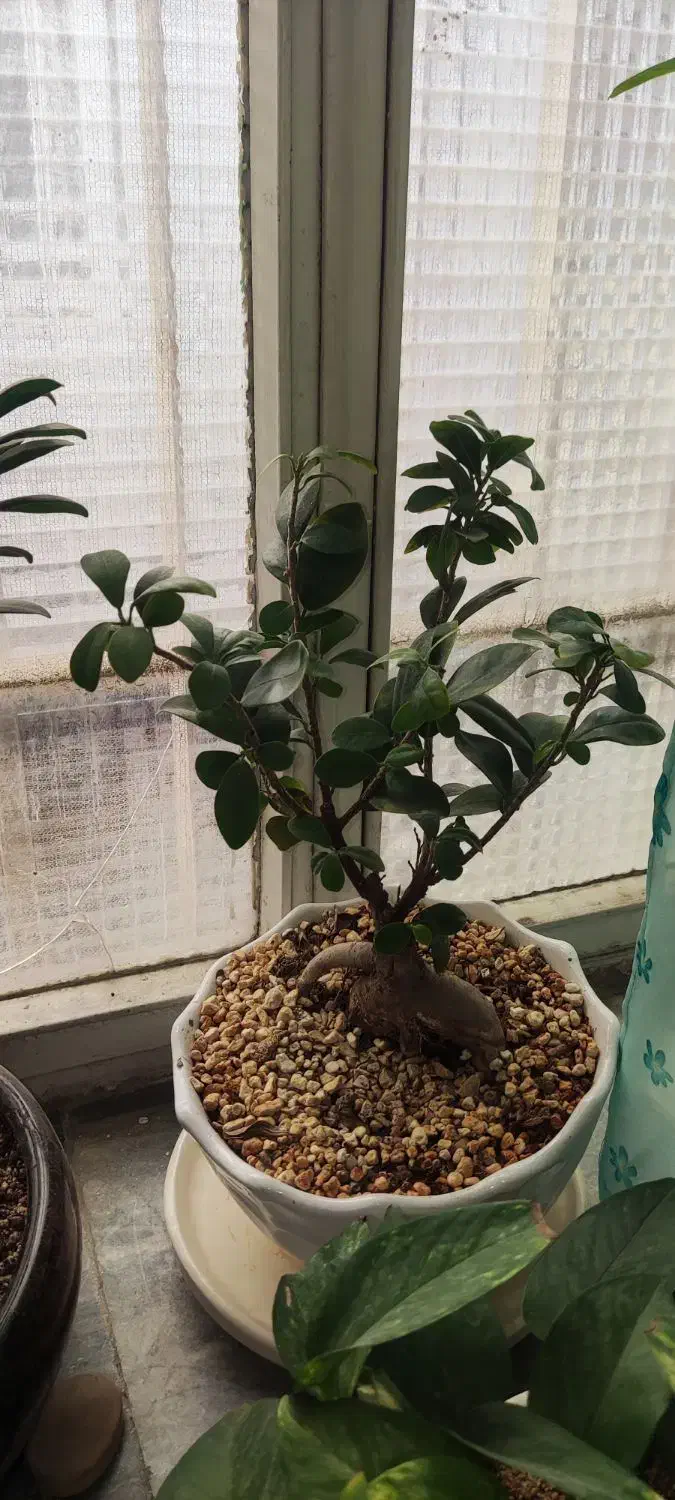 بنسای|گل و گیاه طبیعی|تهران, سلیمانی|دیوار