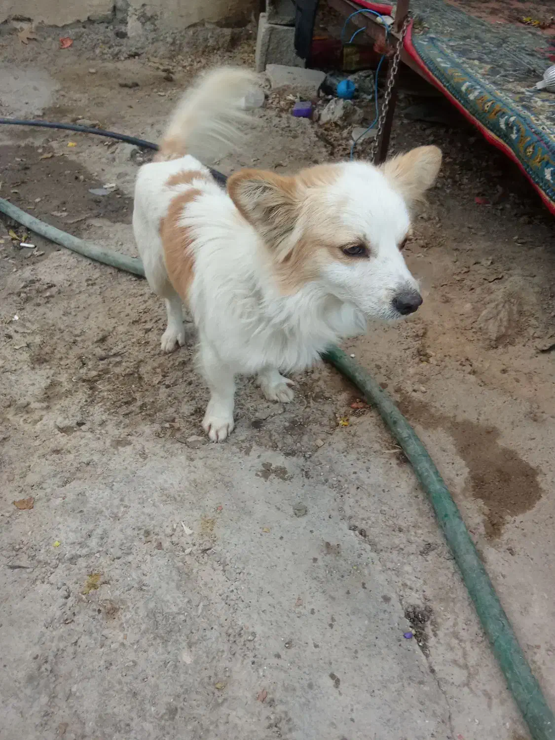 سگ باهوش و زرنگ|سگ|شیراز, بید زرد|دیوار