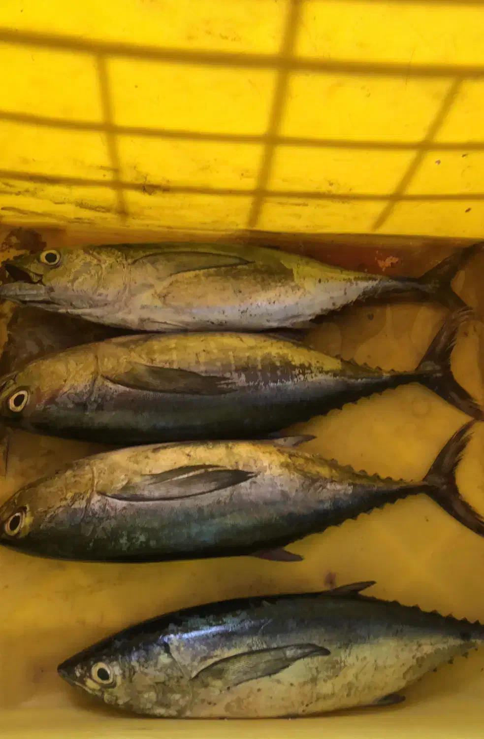 ماهی هور|ماهی|قشم, |دیوار