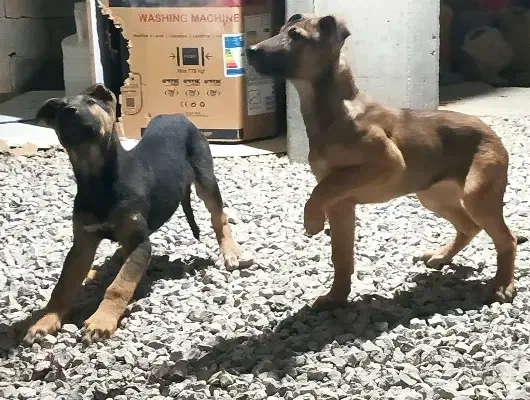 توله مالینویز دوبرمن|سگ|کرمانشاه, |دیوار