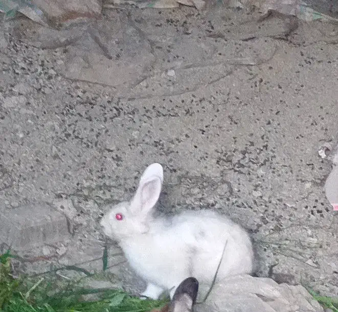 دوعدد نر سالم شش ماهه|موش و خرگوش|ارومیه, |دیوار