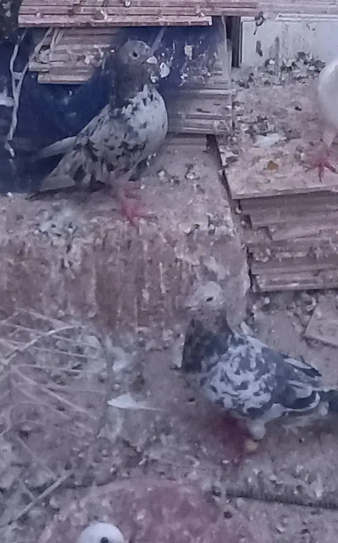 دورگ|پرنده|اهواز, کیان اباد|دیوار