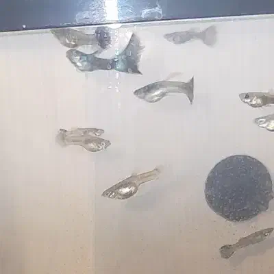 ماهی گوپی بلومسکو|ماهی|مشهد, فدک|دیوار