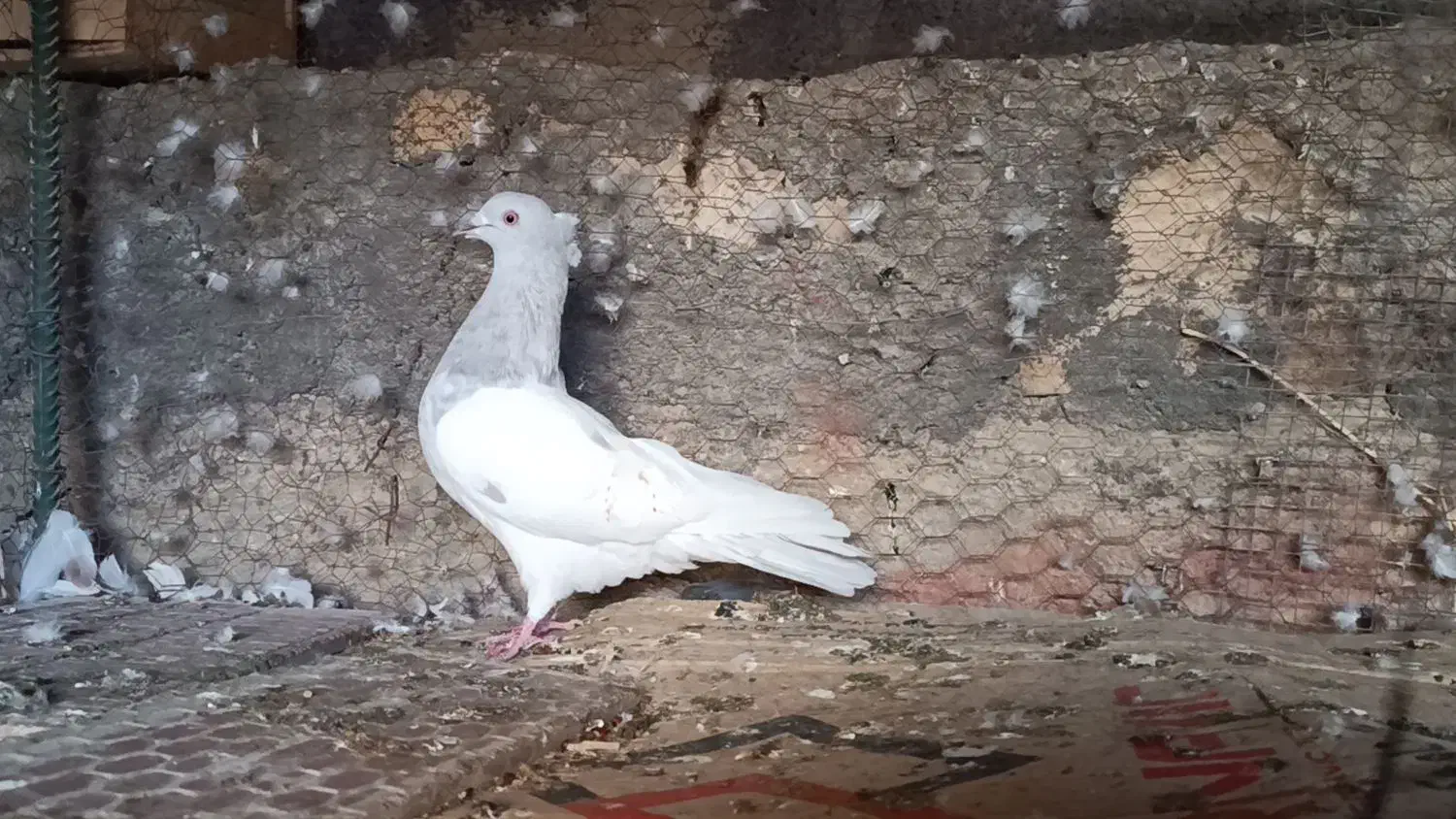 کبوتر سینه زرد بلژیکی و کله الماسی وطوقی لامرد|پرنده|لامرد, |دیوار