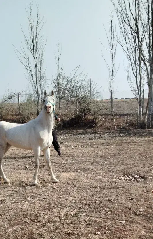 اسب کرد|اسب و تجهیزات اسب‌سواری|میاندوآب, |دیوار