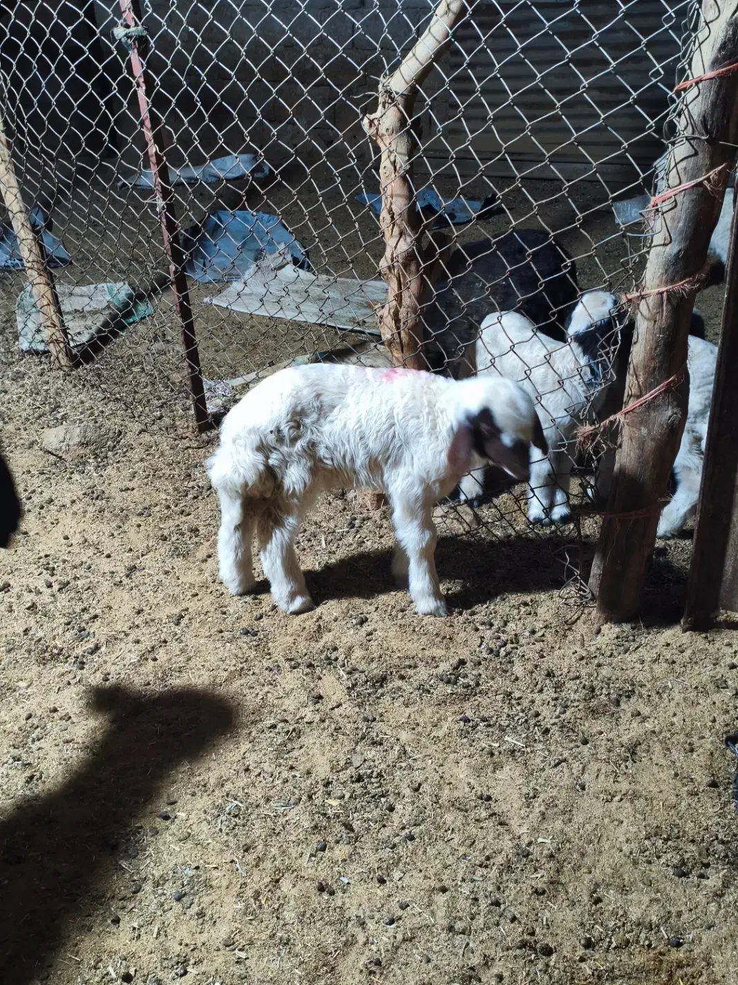 بره شیر خوار|حیوانات مزرعه|کارزان, |دیوار