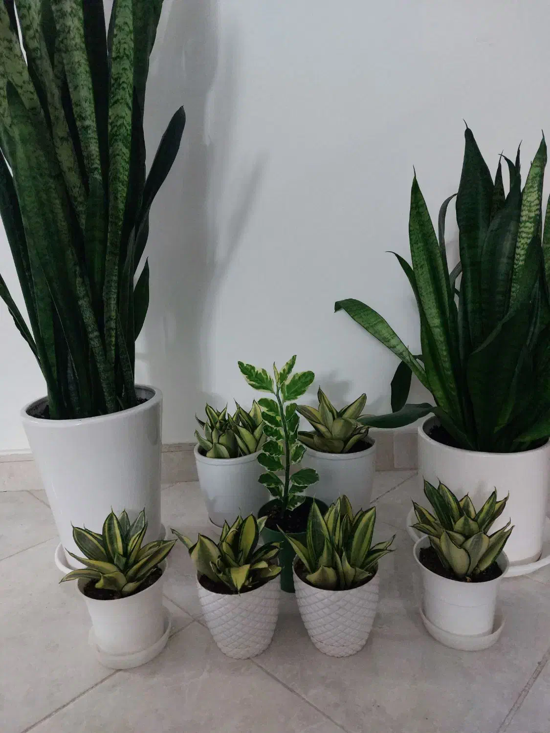 گل طبیعی|گل و گیاه طبیعی|فردیس, قریشی|دیوار