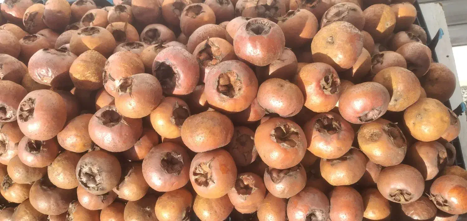 فروش ازگیل تناژ به قیمت عمده|خوردنی و آشامیدنی|اردبیل, |دیوار