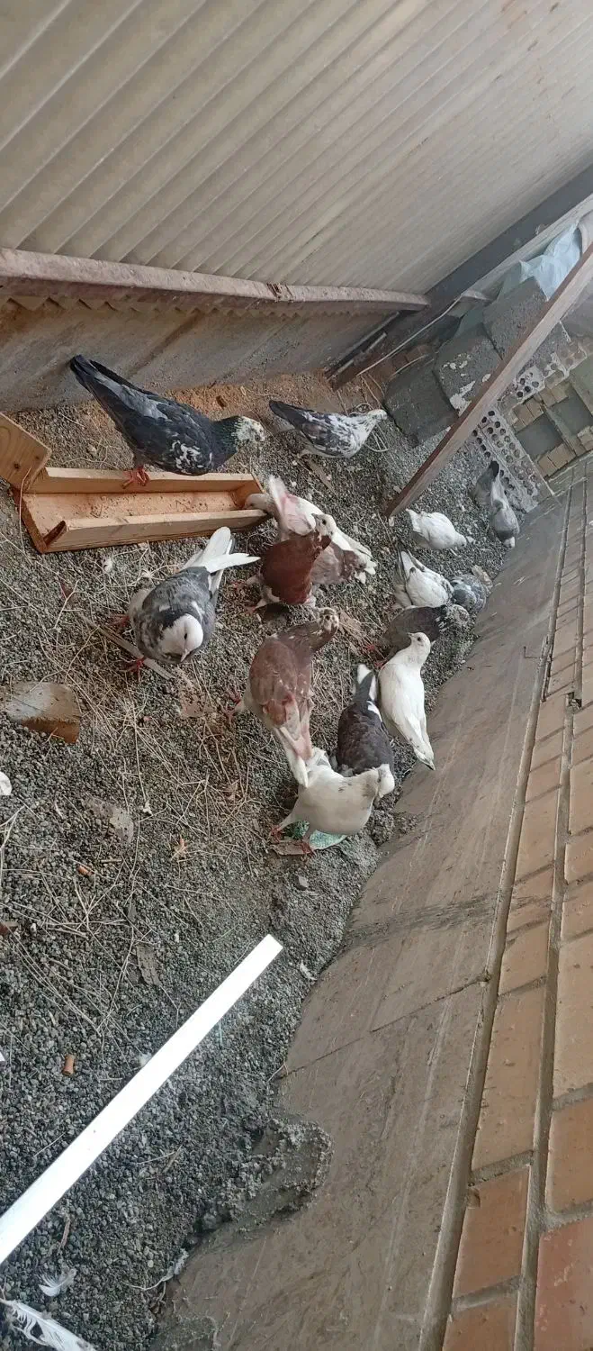 کبوتر|پرنده|رباطکریم, شهرک صنعتی نصیرآباد|دیوار