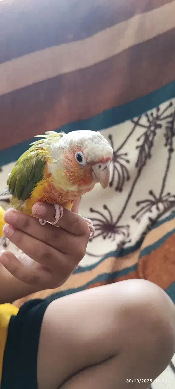 طوطی گرینچیک|پرنده|زاهدان, |دیوار