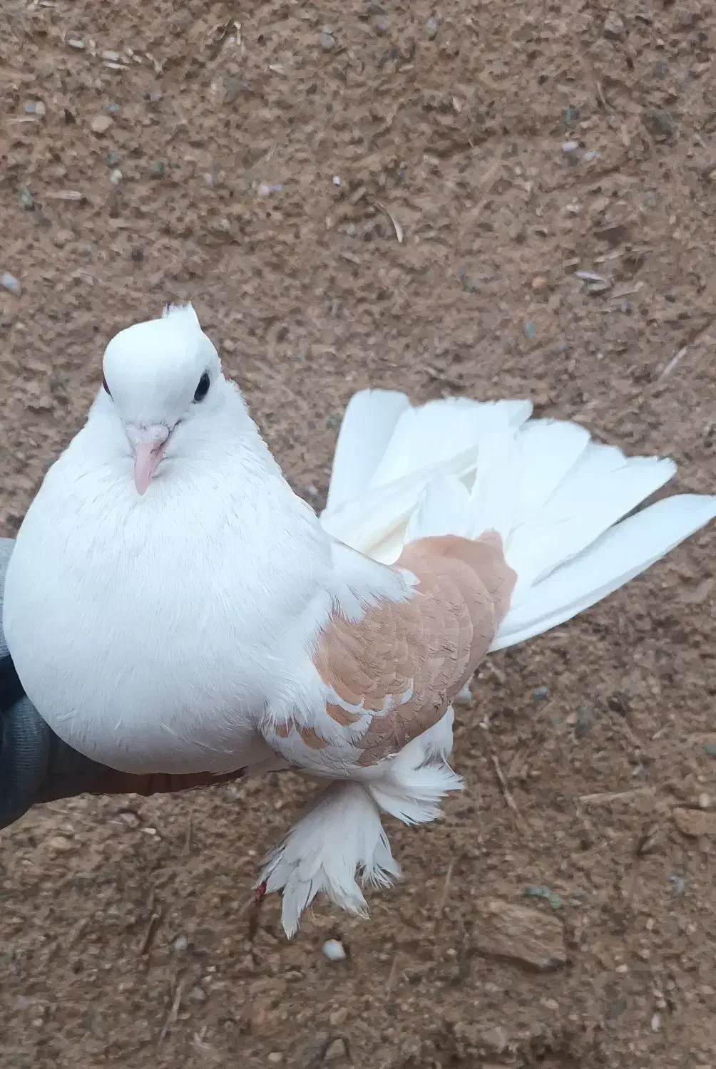 کبوتر شازده|پرنده|ماهنشان, |دیوار