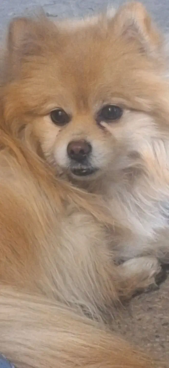 پامرانین|سگ|شهرضا, |دیوار