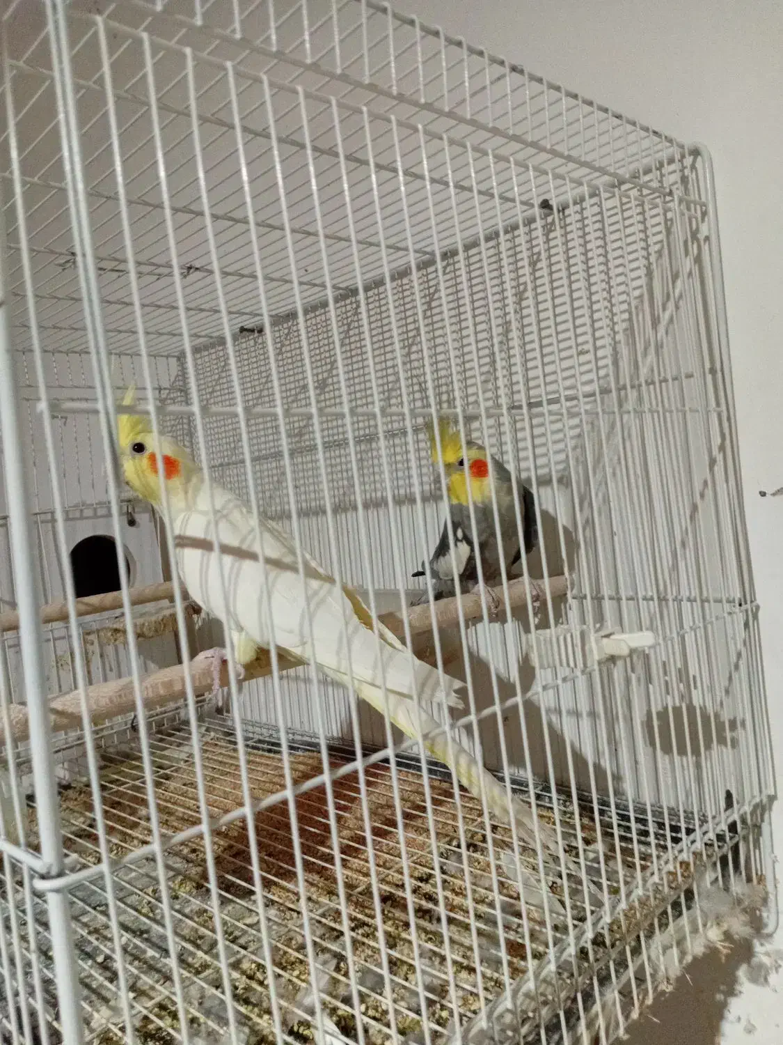 عروس هلندی جفت|پرنده|تربت جام, جامرود|دیوار