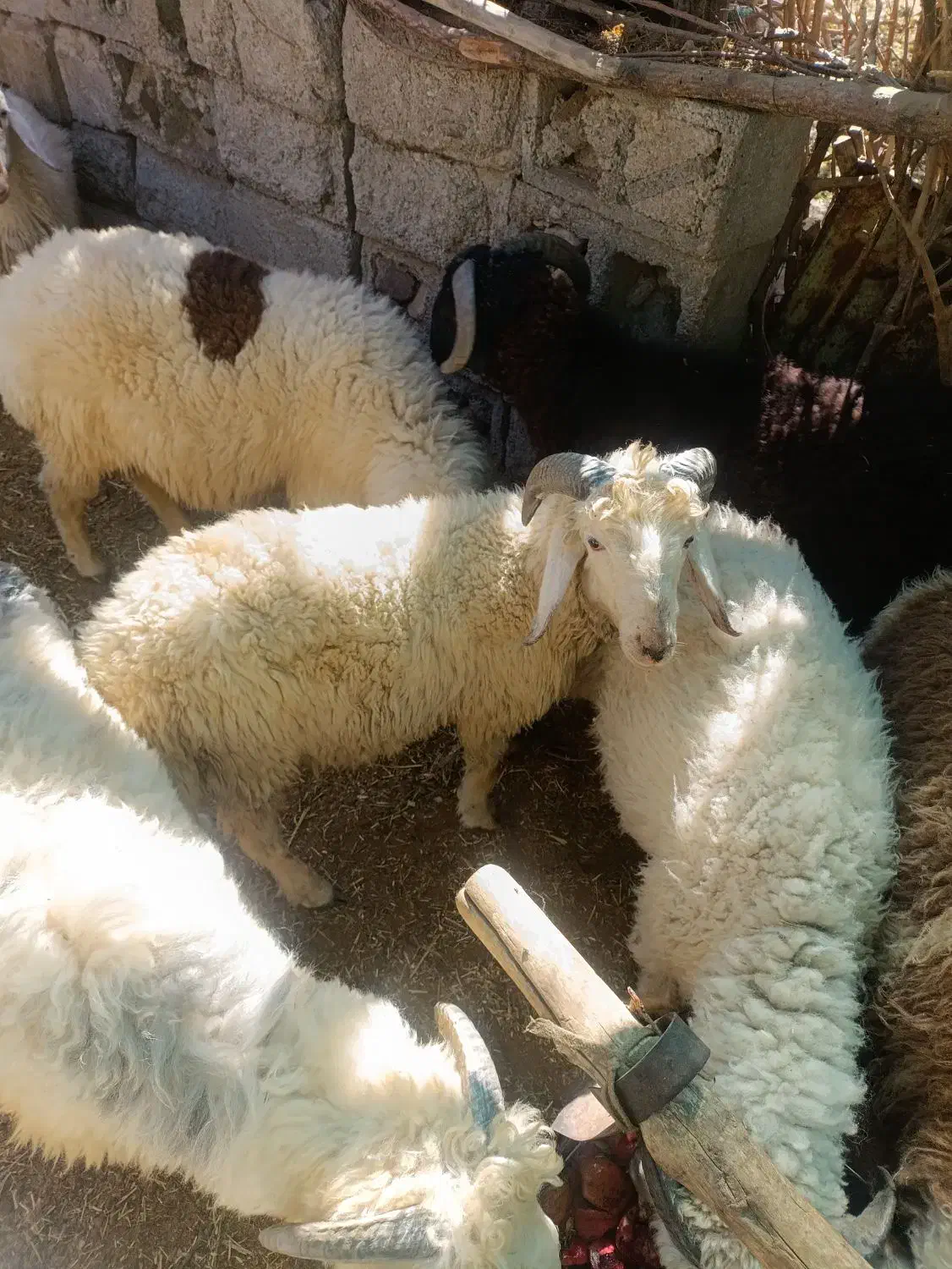 بره نر شیری وزن30ت40|حیوانات مزرعه|ارزوئیه, |دیوار