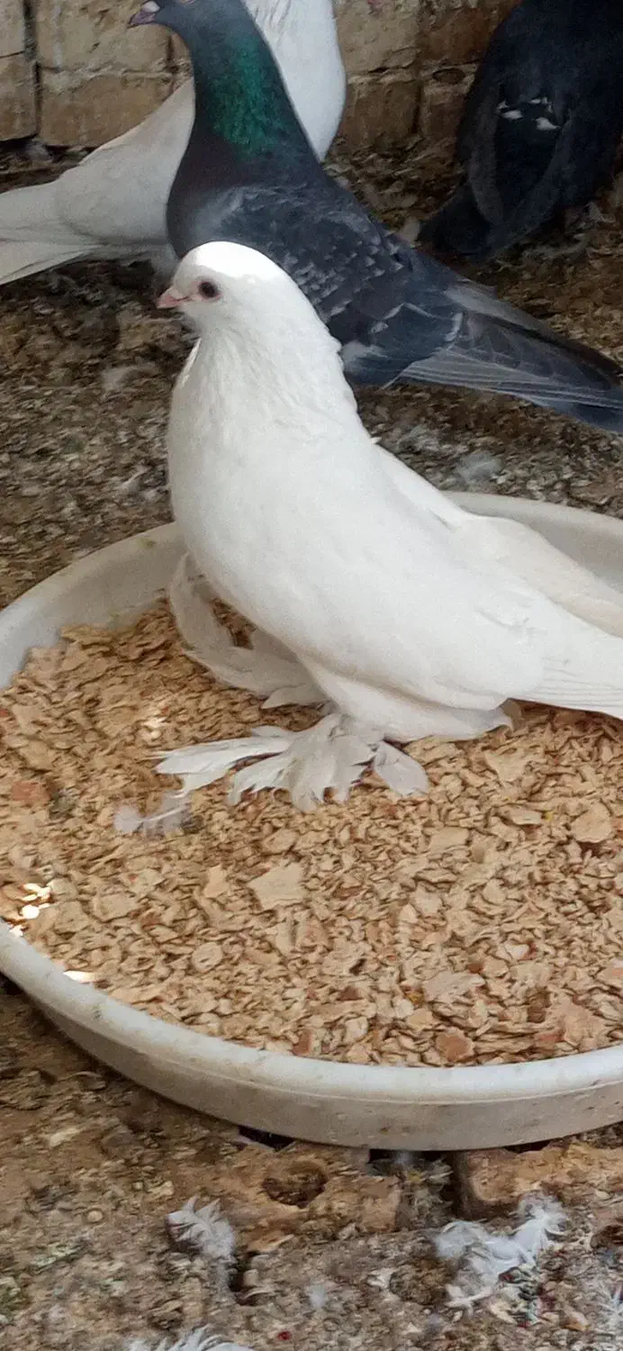 کبوتر زینتی|پرنده|اصفهان, سپاهان‌شهر|دیوار