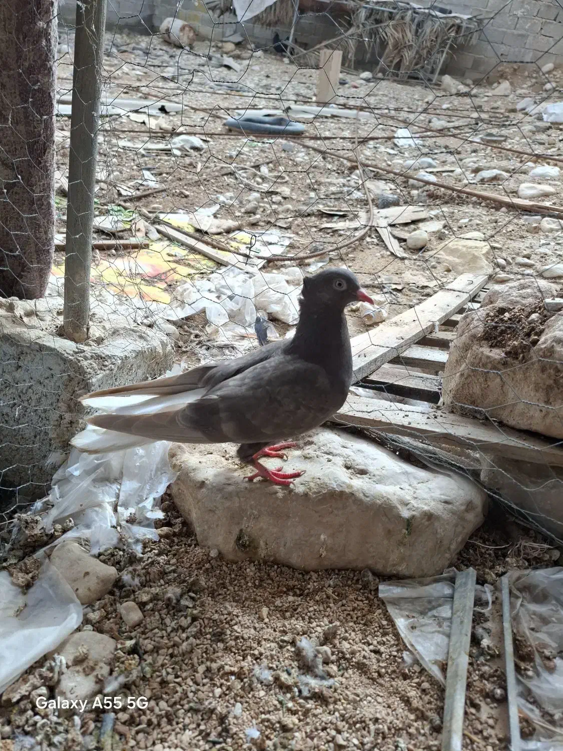 کبوتر|پرنده|برازجان, |دیوار