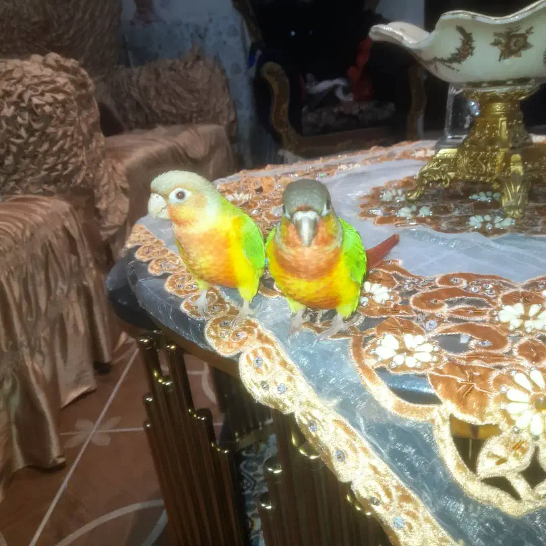 طوطی گرینچک مولد|پرنده|شهریار, شهرک امیریه|دیوار