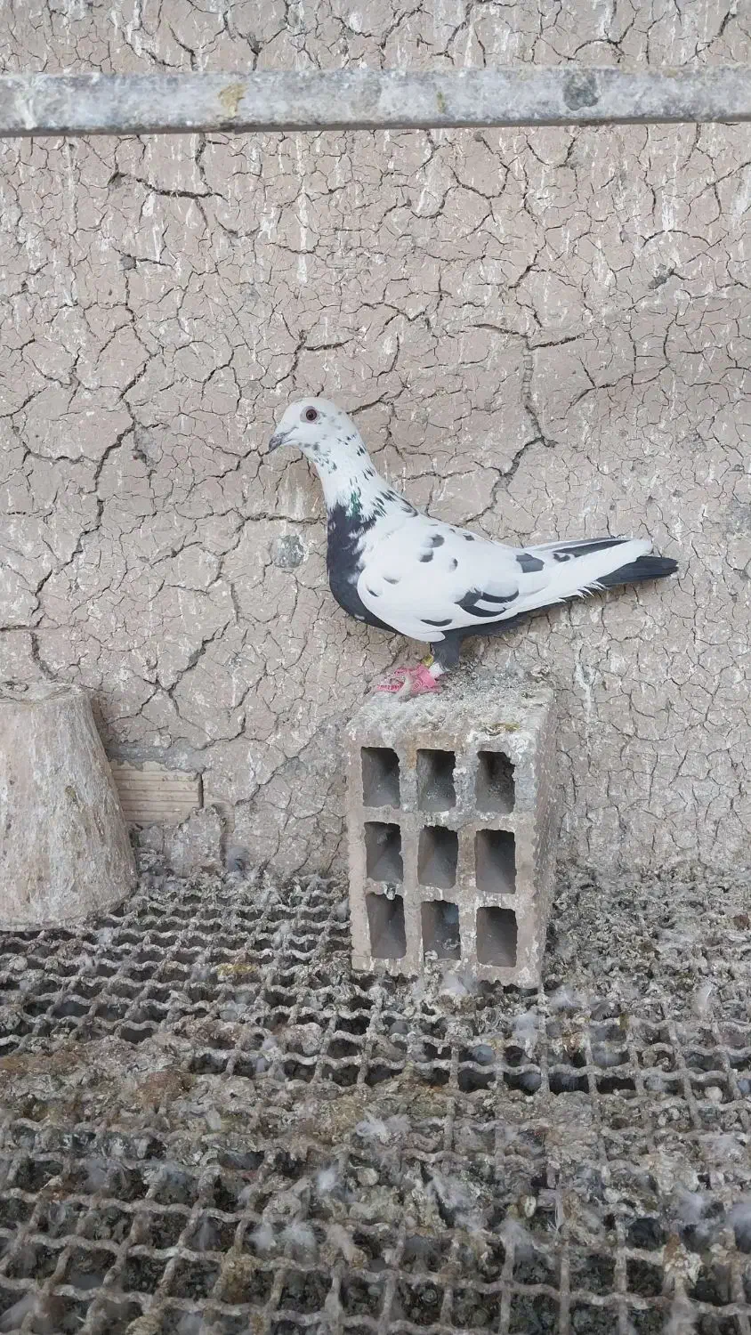 پلاکی ماده|پرنده|ابریشم, |دیوار