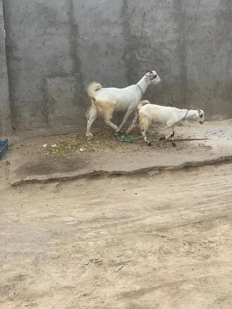 فروش چند راس بز ماده و|حیوانات مزرعه|میناب, |دیوار