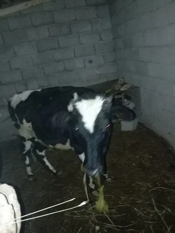 جلب سیاه سفید برای نگاه داری خوب هست|حیوانات مزرعه|گنبکی, |دیوار