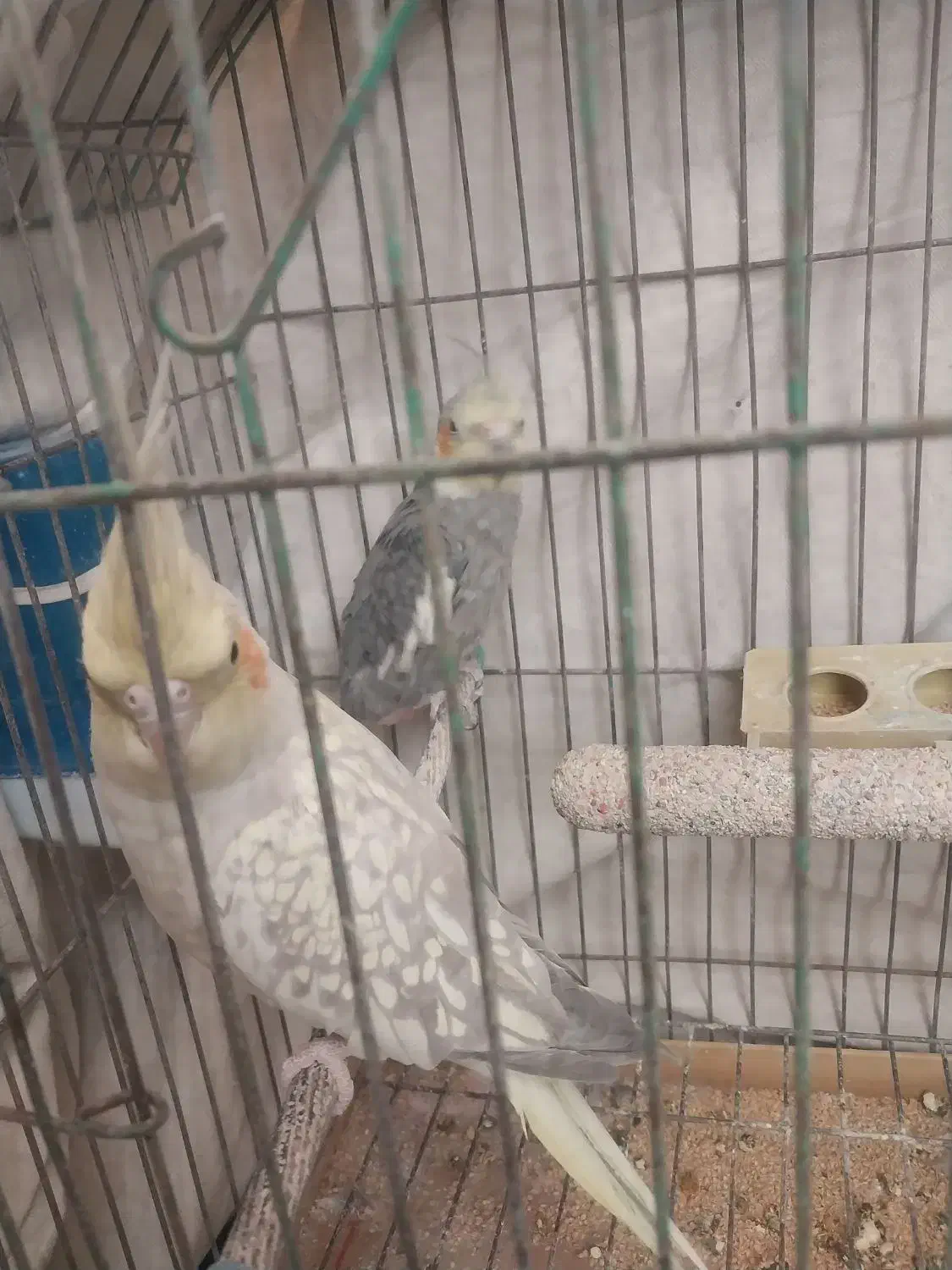 عروس هلندی|پرنده|مهدی شهر, |دیوار