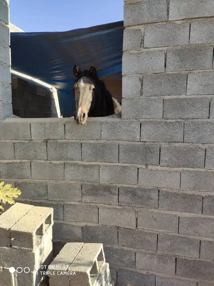 مادیان کرد|اسب و تجهیزات اسب‌سواری|نی‌ریز, |دیوار