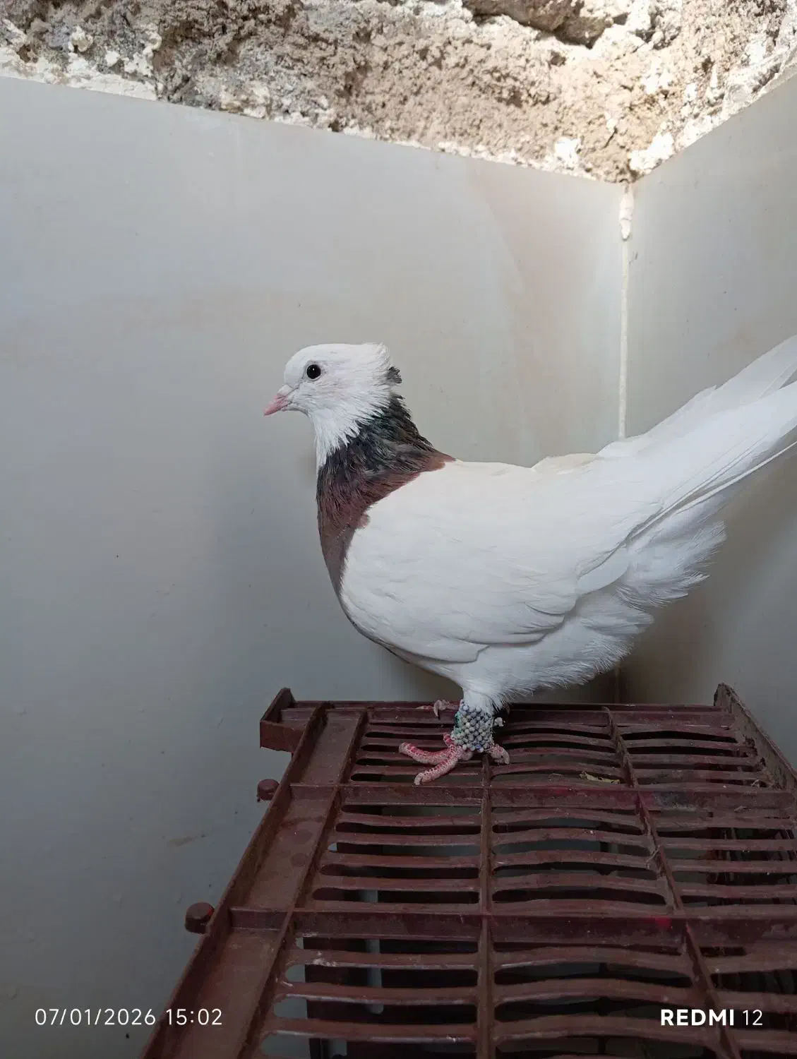 کبوتر طوقی|پرنده|پیرانشهر, |دیوار