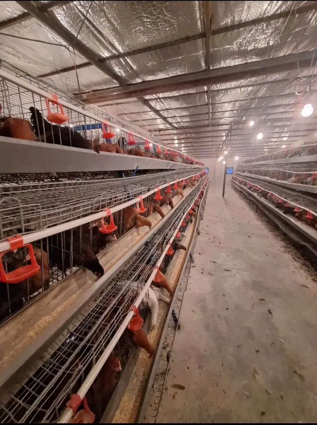 قفس مرغ تخمگذار|لوازم جانبی حیوانات|تهران, افسریه شمالی|دیوار