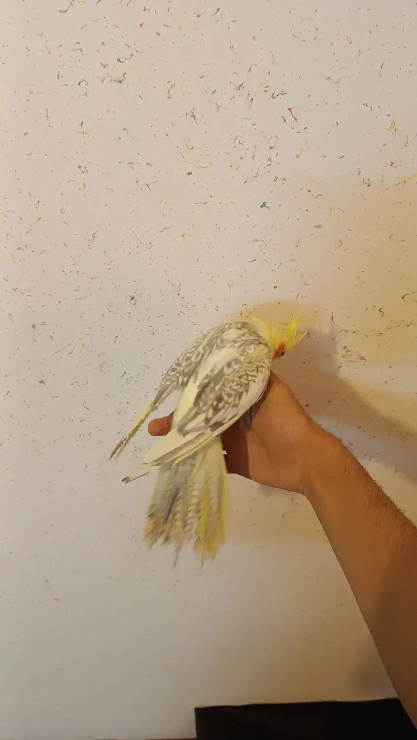 عروس هلندی|پرنده|اردبیل, |دیوار