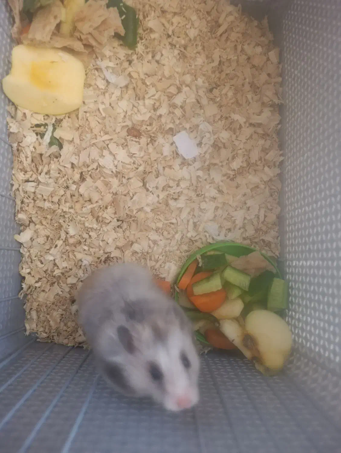 همسترر با ارسال به شهرستان|موش و خرگوش|مشهد, شهید رضوی|دیوار