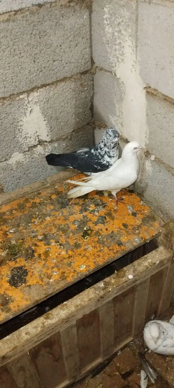 کبوتر|پرنده|صوفیان, |دیوار