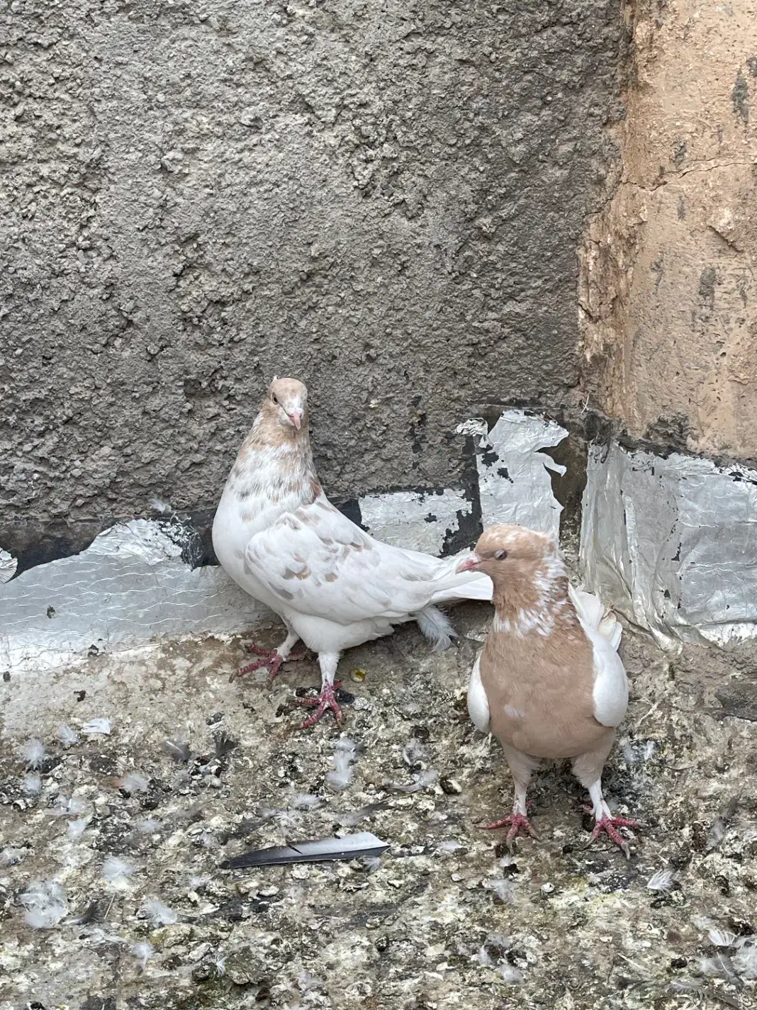 کبوتر|پرنده|اردکان, |دیوار