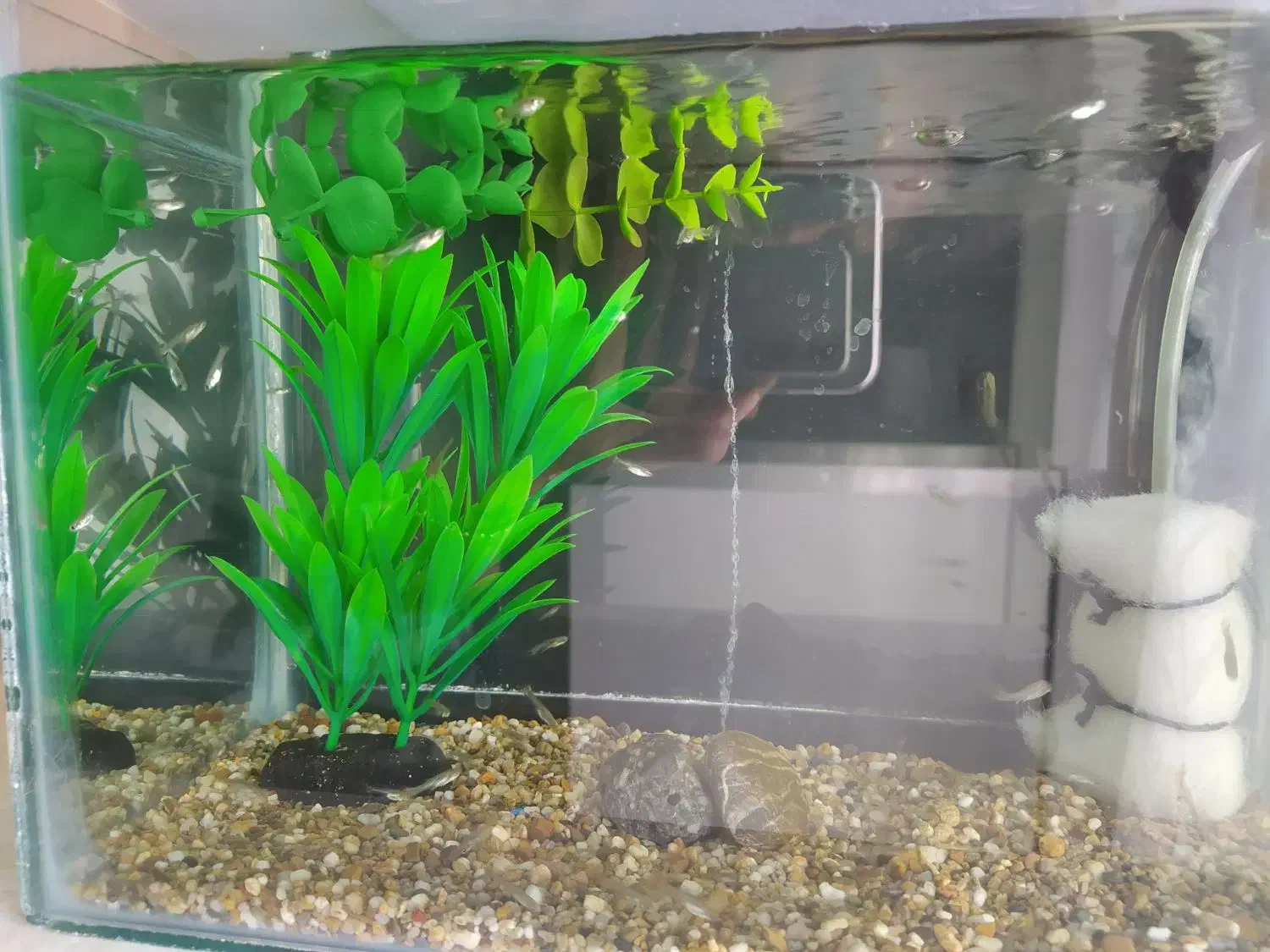 بچه ماهی گوپی|ماهی|مشهد, فرهنگیان (شهرک غرب)|دیوار