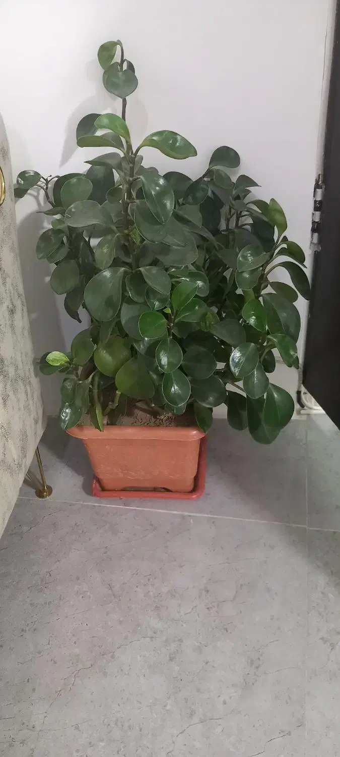 گل های طبیعی و سالم و گلدان خالی|گل و گیاه طبیعی|سنندج, |دیوار