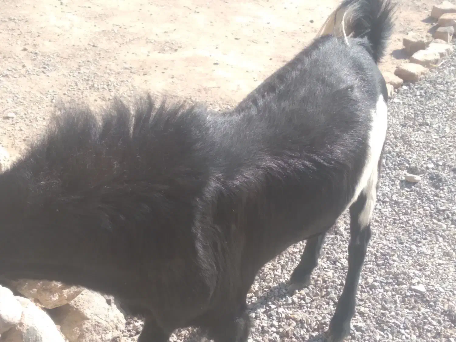 پاچن وبز فروشی۲۴|حیوانات مزرعه|خاش, |دیوار