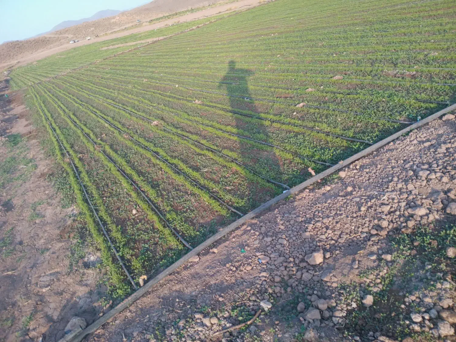 نهال پیاز فروشی|گل و گیاه طبیعی|عنبرآباد, |دیوار