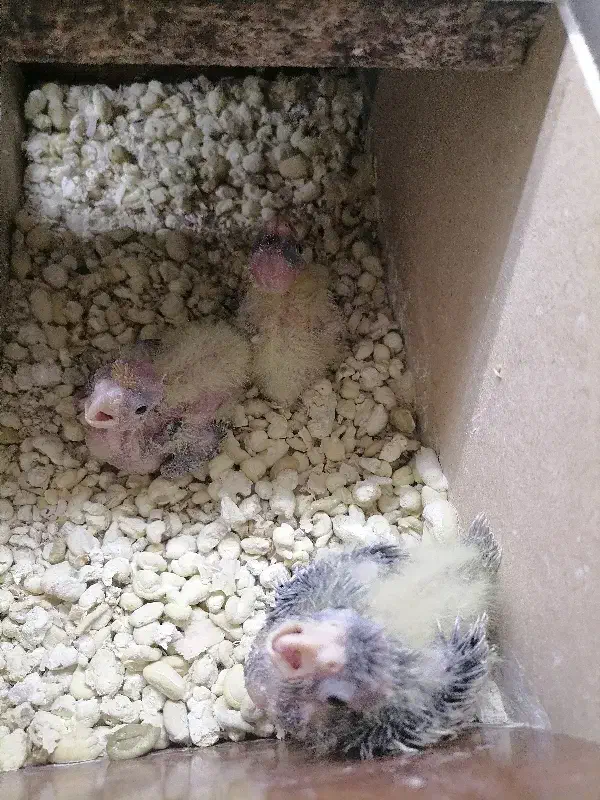 جوجه عروس سرلاکی|پرنده|قائن, |دیوار