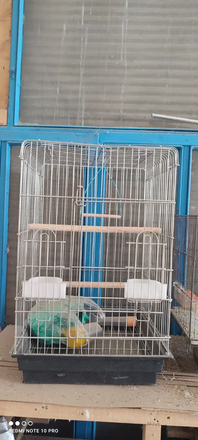 قس عروس هولندی|لوازم جانبی حیوانات|قروه, |دیوار