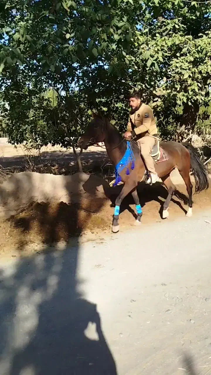 اسب ترکمن آبستن|اسب و تجهیزات اسبسواری|فیرورق, |دیوار