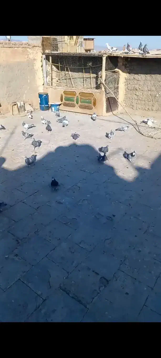 ۳۰کفت|پرنده|سبزوار, کوی بهار|دیوار