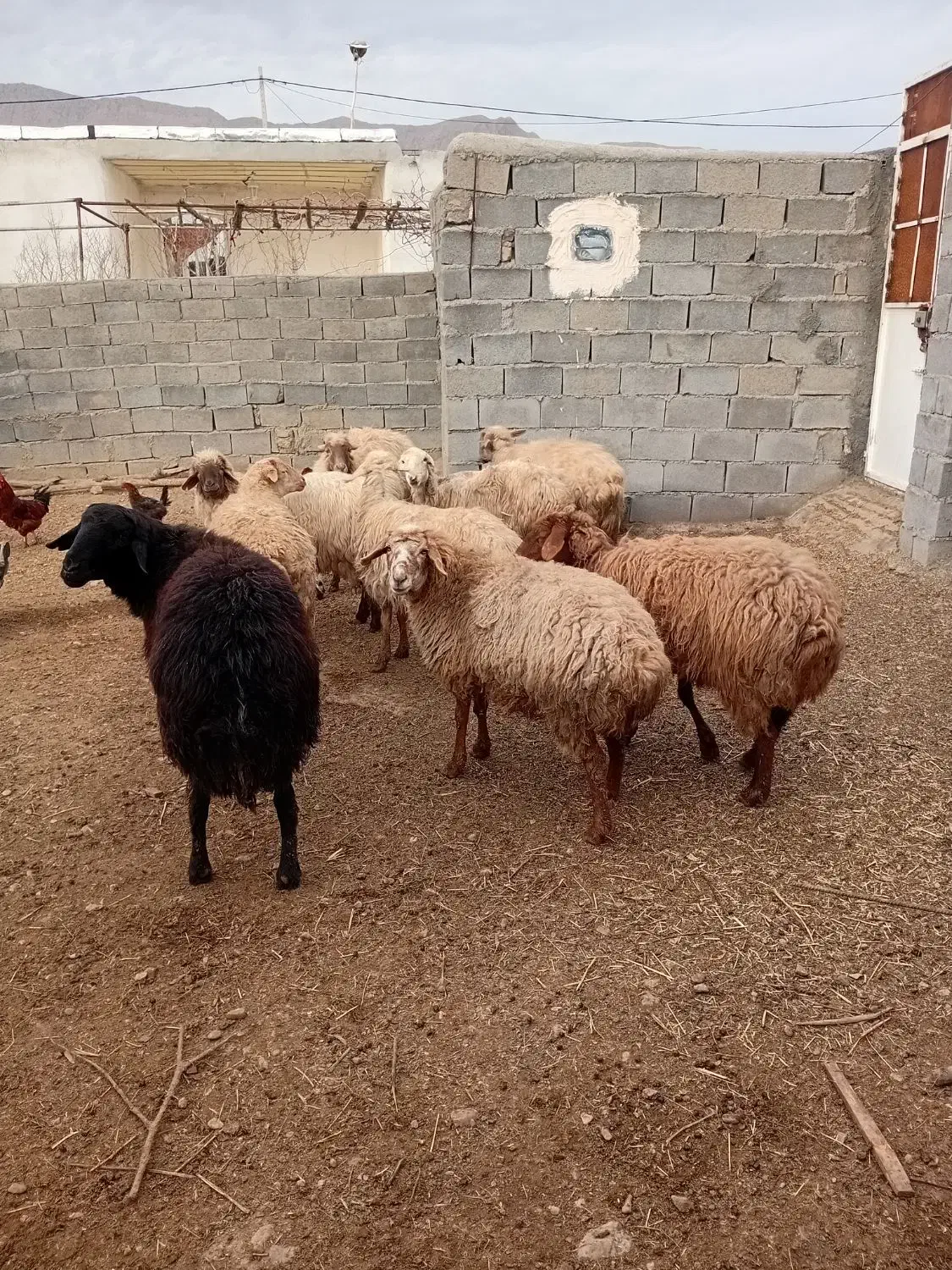 ۵۰۰۰۰۰۰۰۰|حیوانات مزرعه|اسفراین, |دیوار