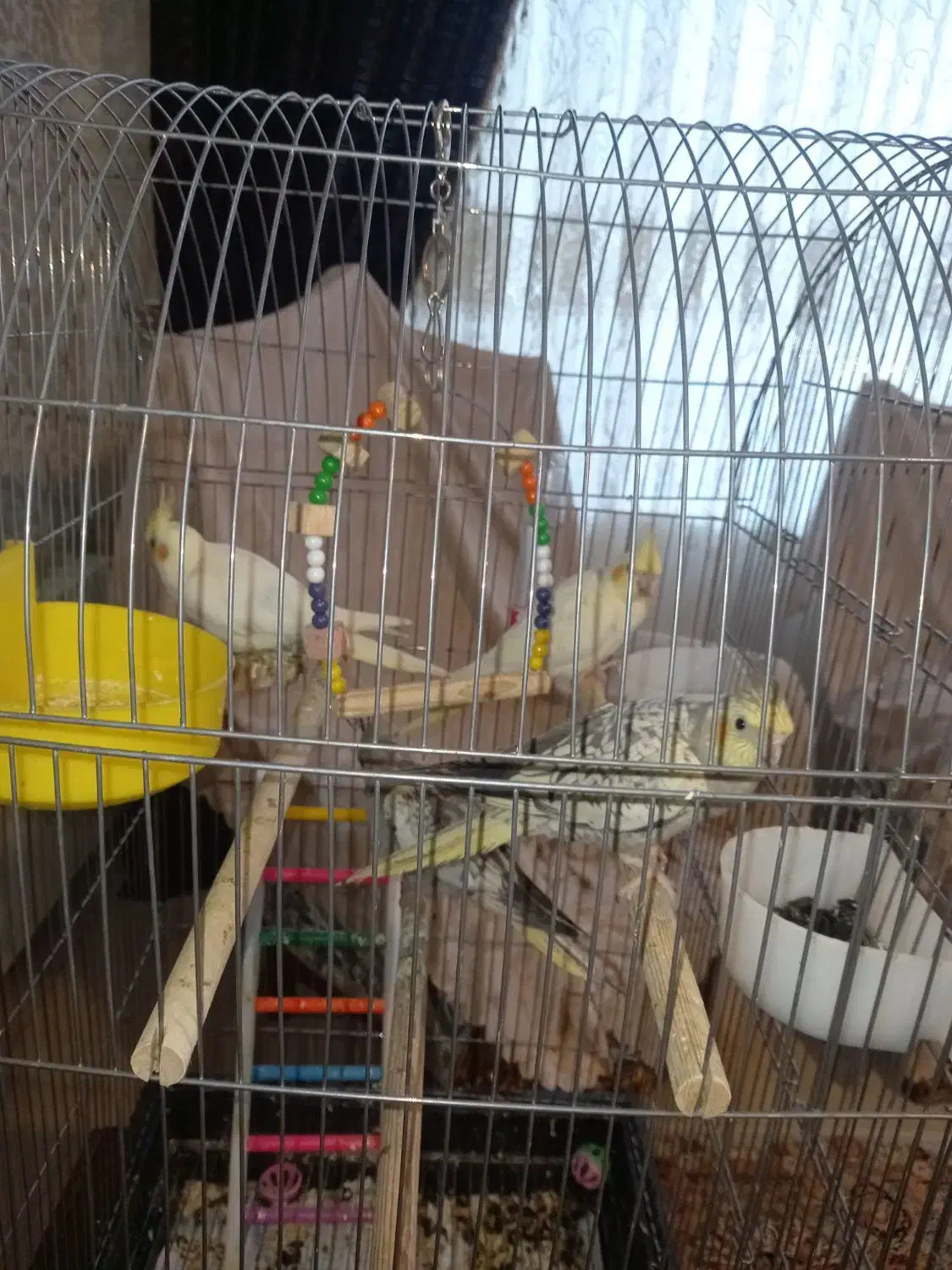 فروش عروس هلندی|پرنده|ماکو, |دیوار