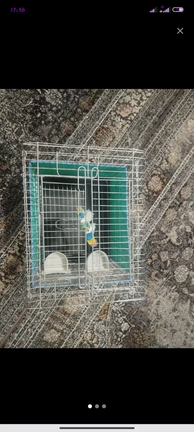 قفس پرنده|لوازم جانبی حیوانات|سنندج, |دیوار